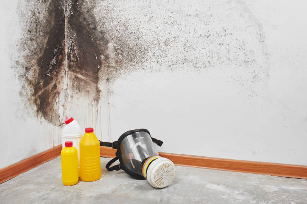 Best Toxic Mold Removal  in Delavan Lake, WI