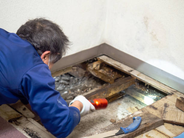 Best Mold Damage Repair  in Delavan Lake, WI