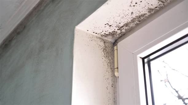 Best Attic Mold Removal  in Delavan Lake, WI