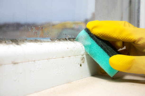 Best Home Mold Removal  in Delavan Lake, WI