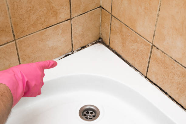 Best Same-Day Mold Removal  in Delavan Lake, WI