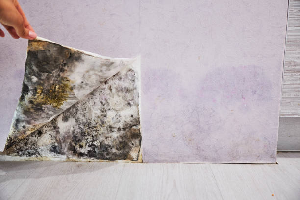Best Mold Remediation  in Delavan Lake, WI